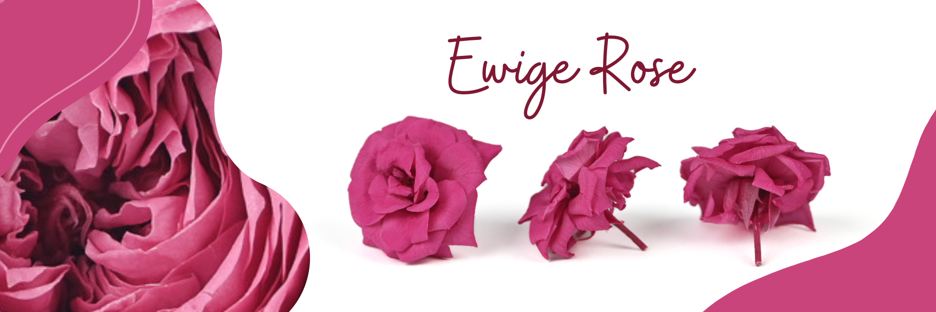 Ewige Rose